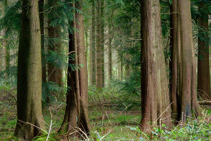 Grovely Wood: An Autumn Wonderland for Nature Lovers