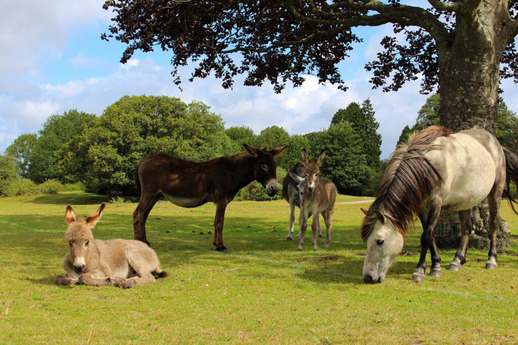 New Forest National Park: A Colorful Countryside Adventure